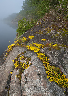 BB 09 0355 / Sedum acre / Bitterbergknapp